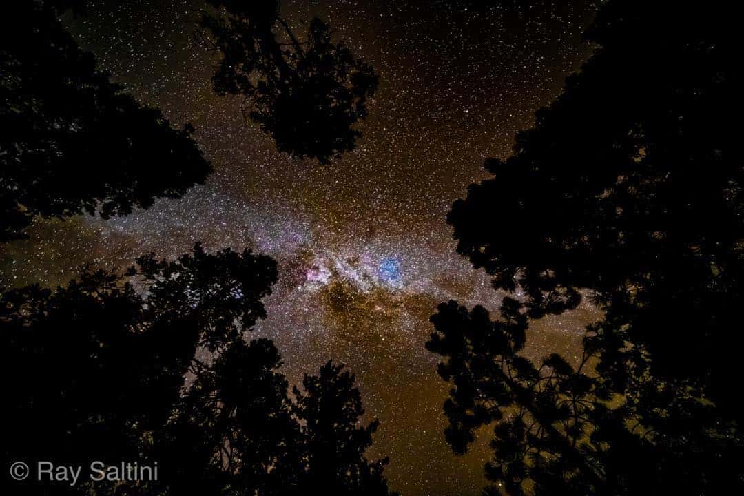 Starry night sky framed by trees